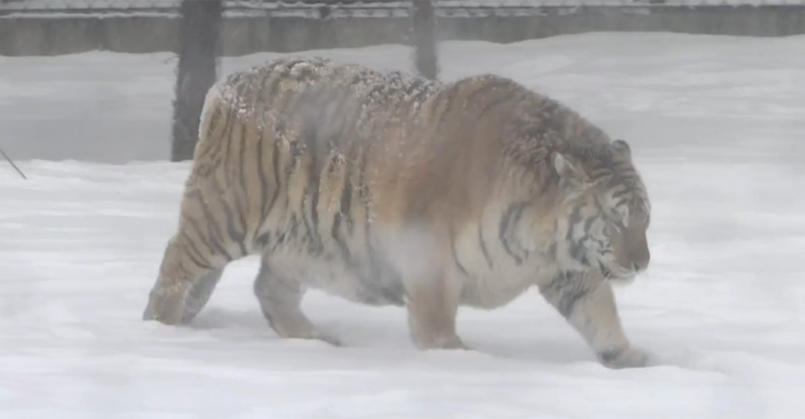 1487850339-dikke-siberische-tijger-vallen-drone-aan-dji-inspire-1-quadcopter-china-dierenpark-2017.jpg